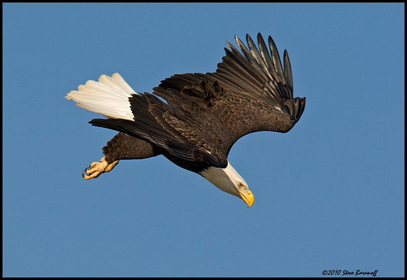 _0SB8974A american bald eagle.jpg
